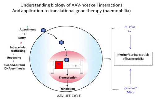 Gene Transfer